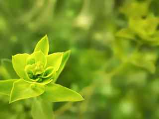 清新植物特写壁纸